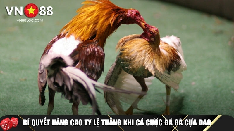 Đá Gà Cựa Dao VN88: Bí Quyết Chiến Thắng 99% Từ Các Kê Thủ Giỏi 6 Bí quyết để nâng cao tỷ lệ thắng đá gà cựa dao tại VN88