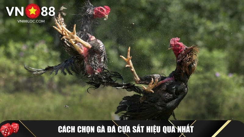 Đá Gà Cựa Sắt Là Gì? Luật Chơi Và Mẹo Cược Chi Tiết Tại VN88 4 Cách chọn gà đá cựa sắt chuẩn xác nhất
