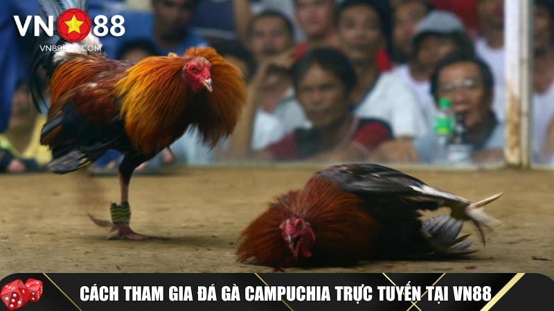 Đá Gà Campuchia Là Gì? Luật Chơi Và Cách Cược An Toàn Tại VN88 4 Tìm hiểu cách tham gia chơi đá gà Campuchia trực tuyến