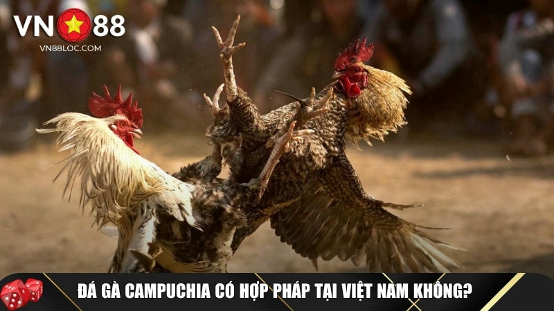 Đá Gà Campuchia Là Gì? Luật Chơi Và Cách Cược An Toàn Tại VN88 7 Tính hợp pháp của đá gà Campuchia tại Việt Nam
