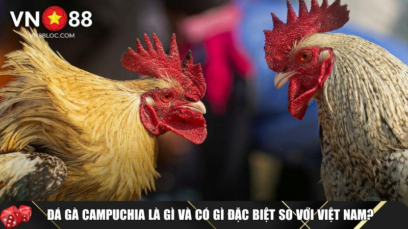 Đá Gà Campuchia Là Gì? Luật Chơi Và Cách Cược An Toàn Tại VN88 1 Giới thiệu tổng quan về đá gà Campuchia tại VN88