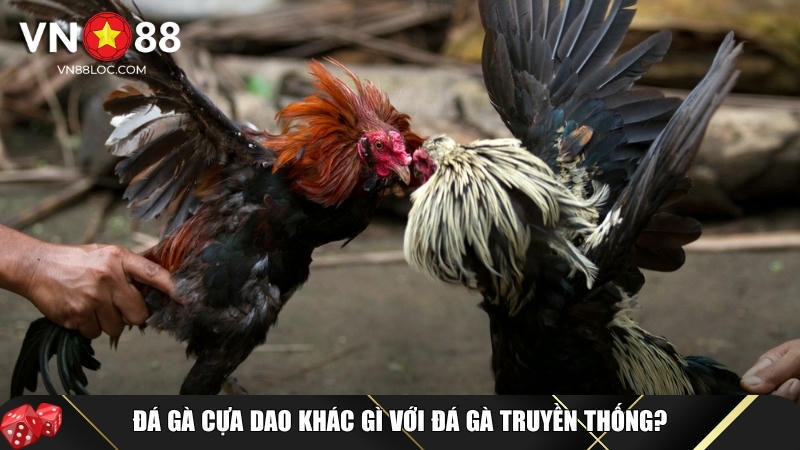 Đá Gà Cựa Dao VN88: Bí Quyết Chiến Thắng 99% Từ Các Kê Thủ Giỏi 3 Các điểm khác biệt nổi bật của đá gà cựa dao và đá gà truyền thống