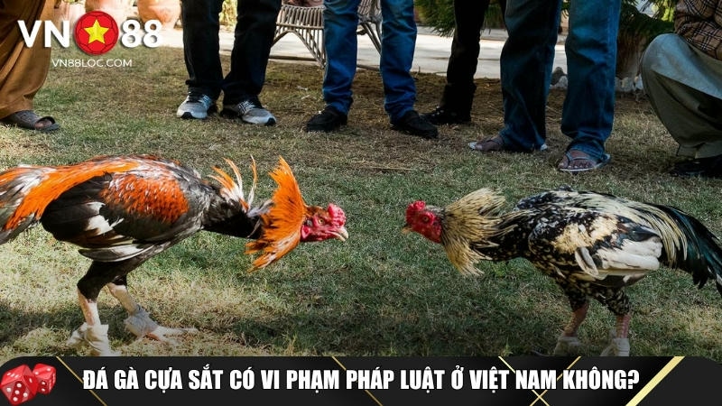 Đá Gà Cựa Sắt Là Gì? Luật Chơi Và Mẹo Cược Chi Tiết Tại VN88 6 Giải thích tính hợp pháp của đá gà cựa sắt tại Việt Nam