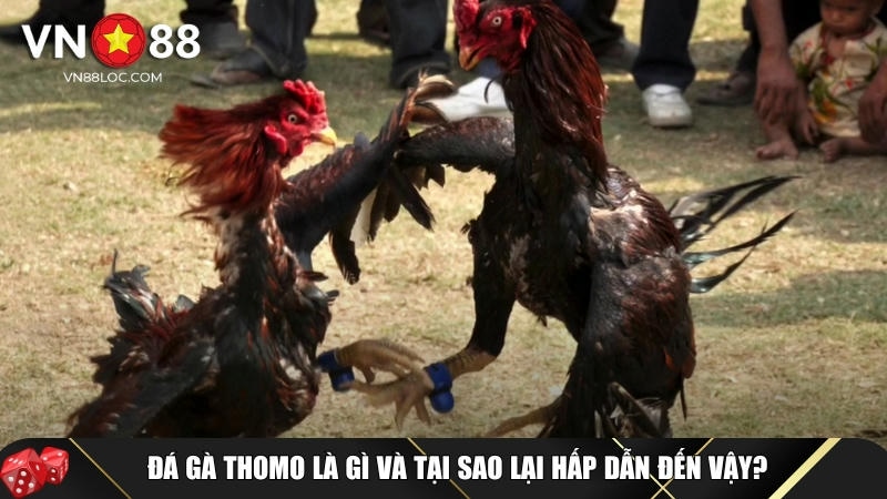 Đá Gà Thomo: Tìm Hiểu Cách Chơi Và Kinh Nghiệm Thắng Lớn Tại VN88 1 Khám phá tổng quan về đá gà Thomo tại VN88