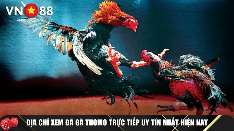Đá Gà Thomo: Tìm Hiểu Cách Chơi Và Kinh Nghiệm Thắng Lớn Tại VN88 5 Địa chỉ xem đá gà Thomo trực tiếp Full HD hiện nay