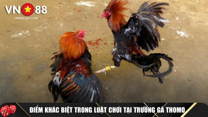 Đá Gà Thomo: Tìm Hiểu Cách Chơi Và Kinh Nghiệm Thắng Lớn Tại VN88 2 Tìm hiểu các điểm khác biệt tại luật chơi đá gà Thomo tại VN88
