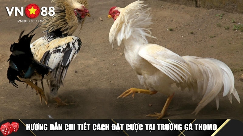 Đá Gà Thomo: Tìm Hiểu Cách Chơi Và Kinh Nghiệm Thắng Lớn Tại VN88 3 Tìm hiểu chi tiết cách đặt cược đá gà Thomo tại VN88