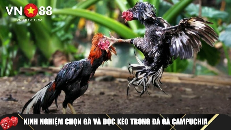 Đá Gà Campuchia Là Gì? Luật Chơi Và Cách Cược An Toàn Tại VN88 5 Kinh nghiệm chọn và chơi đá gà Campuchia hiệu quả nhất