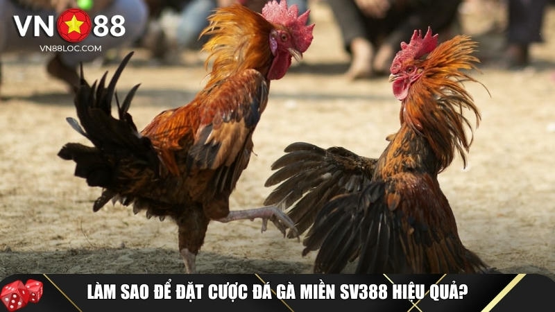 Đá Gà Miền Sv388 Là Gì? Luật Chơi, Cách Cược Và Lợi Ích Tại VN88 3 Hướng dẫn chi tiết cách tham gia đặt cược đá gà miền SV388