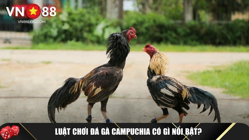 Đá Gà Campuchia Là Gì? Luật Chơi Và Cách Cược An Toàn Tại VN88 2 Luật chơi đá gà Campuchia cơ bản