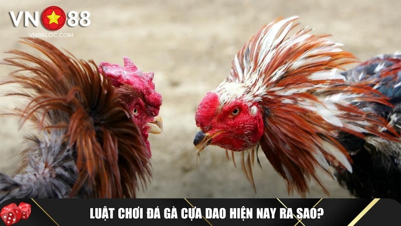 Đá Gà Cựa Dao VN88: Bí Quyết Chiến Thắng 99% Từ Các Kê Thủ Giỏi 4 Luật chơi đá gà cựa dao cơ bản cho tân thủ