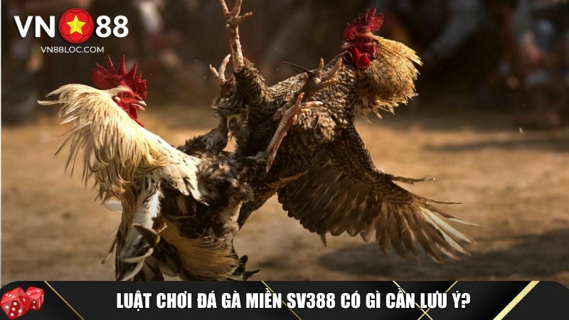 Đá Gà Miền Sv388 Là Gì? Luật Chơi, Cách Cược Và Lợi Ích Tại VN88 2 Những điểm cơ bản trong luật chơi đá gà miền SV388