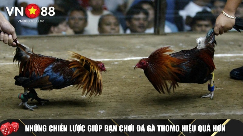 Đá Gà Thomo: Tìm Hiểu Cách Chơi Và Kinh Nghiệm Thắng Lớn Tại VN88 4 Mẹo và chiến lược chơi đá gà Thomo hiệu quả nhất
