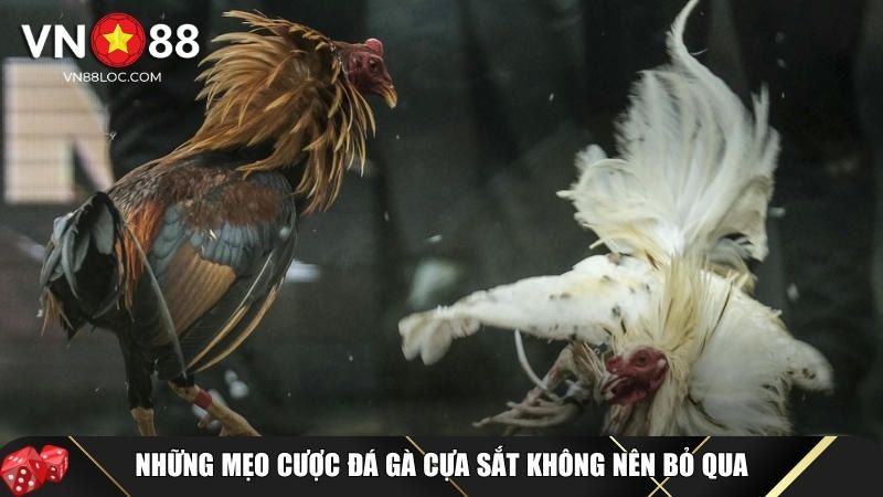 Đá Gà Cựa Sắt Là Gì? Luật Chơi Và Mẹo Cược Chi Tiết Tại VN88 5 Mẹo và bí quyết cược đá gà cựa sắt tại VN88