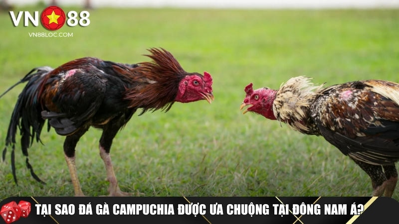 Đá Gà Campuchia Là Gì? Luật Chơi Và Cách Cược An Toàn Tại VN88 3 Những ưu điểm vượt trội khi lựa chọn chơi đá gà Campuchia