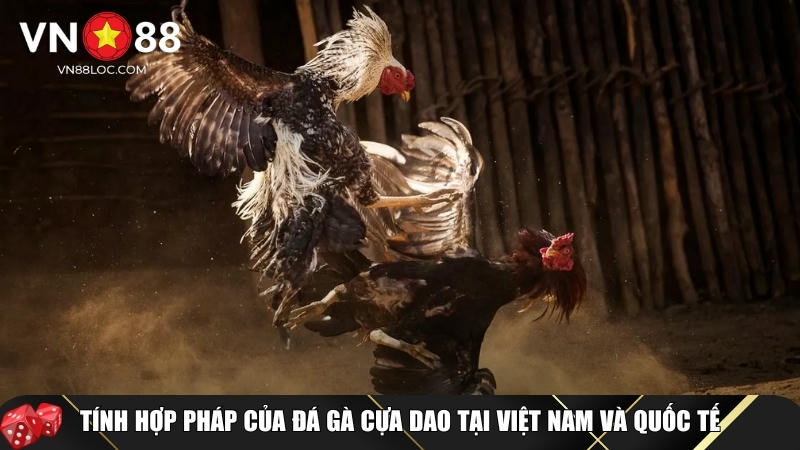 Đá Gà Cựa Dao VN88: Bí Quyết Chiến Thắng 99% Từ Các Kê Thủ Giỏi 7 Tìm hiểu về sự hợp pháp của đá gà cựa dao tại Việt Nam