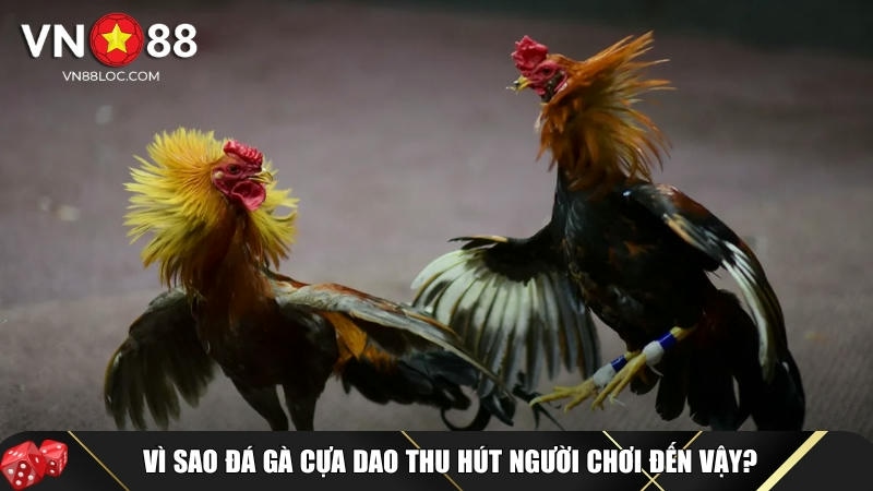 Đá Gà Cựa Dao VN88: Bí Quyết Chiến Thắng 99% Từ Các Kê Thủ Giỏi 2 Lợi ích đặc biệt khi lựa chọn tham gia chơi đá gà cựa dao