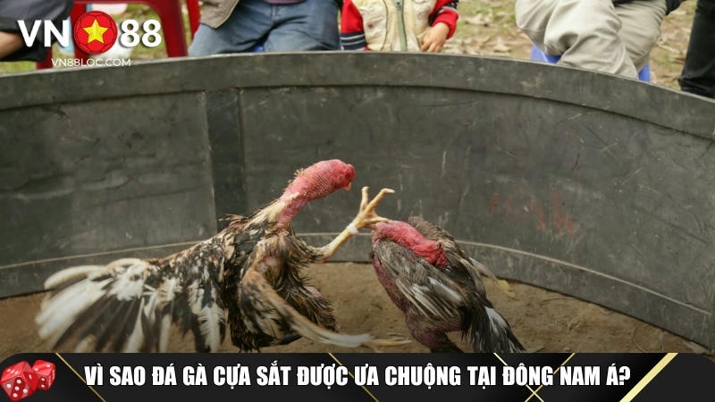Đá Gà Cựa Sắt Là Gì? Luật Chơi Và Mẹo Cược Chi Tiết Tại VN88 3 Ưu điểm nổi bật của đá gà cựa sắt bạn cần biết