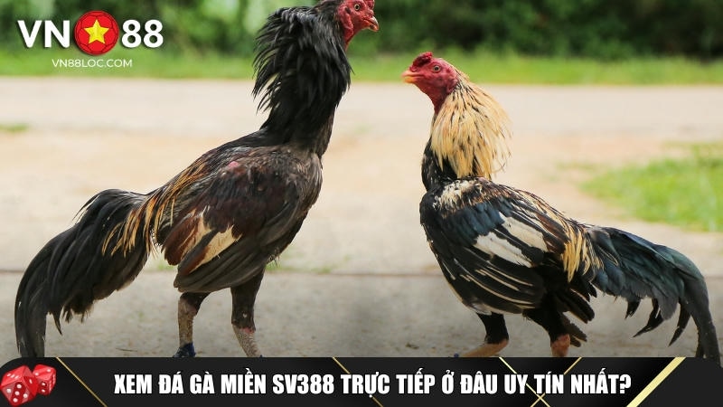 Đá Gà Miền Sv388 Là Gì? Luật Chơi, Cách Cược Và Lợi Ích Tại VN88 4 Cách xem đá gà miền SV388 trực tiếp FULL HD